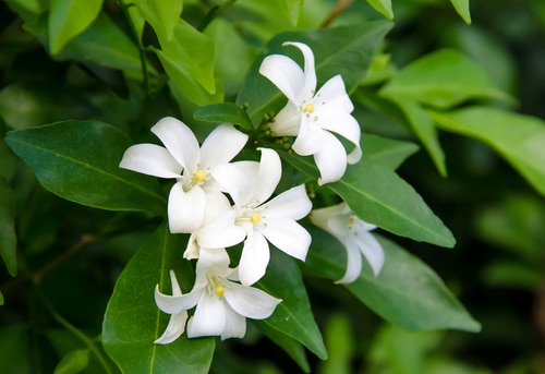 orange jasmine blooming orange jasmine in the garden