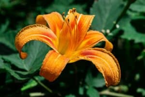 beautiful bright orange of lily