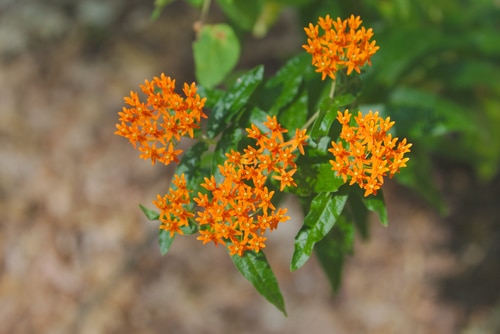 Cute little orange flowers of a milkweed plant