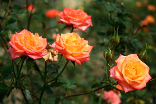 blooming orange roses in a garden