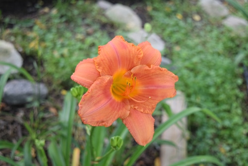 Orange south seas daylily flower blooming in the garden