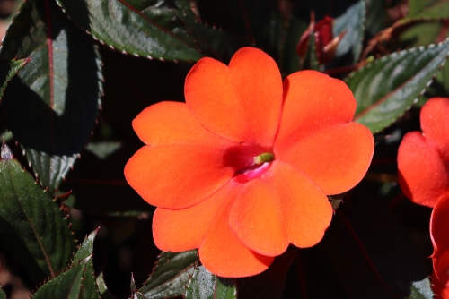 orange sunpatiens bright and blooming orange sunpatiens