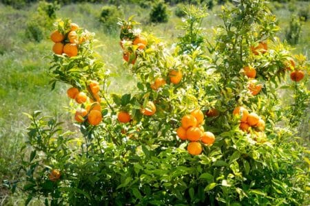 fruiting orange tree