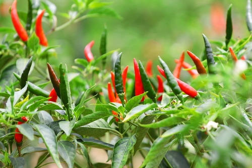 organic chili plant with chilis ready for harvest