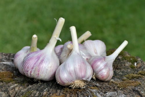 a group of freshly harvested organic garlics