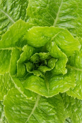 organic lettuce closeup picture of leaves of an organic lettuceorganic lettuce