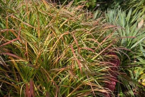 Healthy bushes of ornamental wild grasses good for garden lanscaping