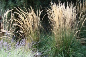 assorted ornamental grasses