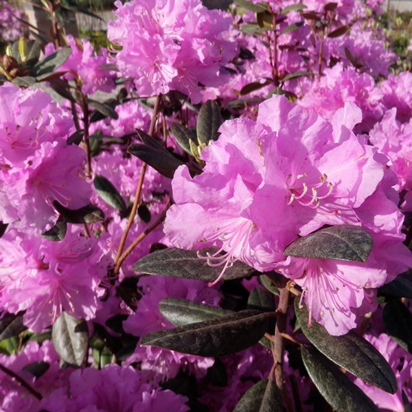 Pink rhododendron will add color to spruce up the usual green foliage.