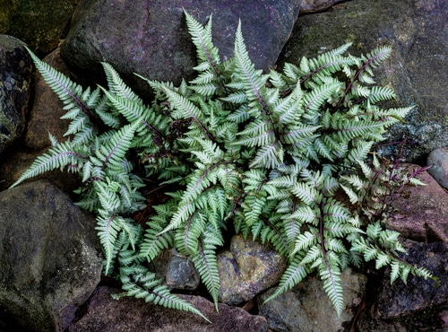 painted fern painted fern in between rocks