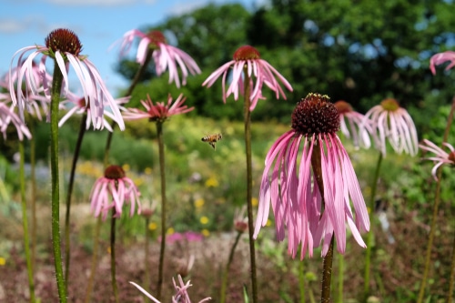 a pale purple coneflower blooming under the heat of the sun