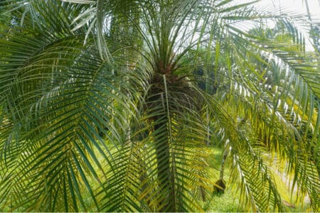 42 Types of Palm Trees with Identification Guide