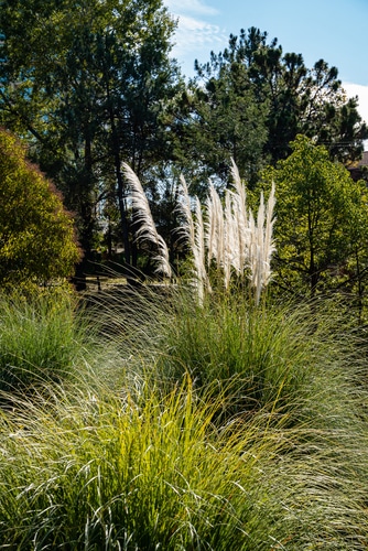 Soft pampas grass growing abundantly in the forest