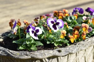 Purple pansies growing out of a trough planter