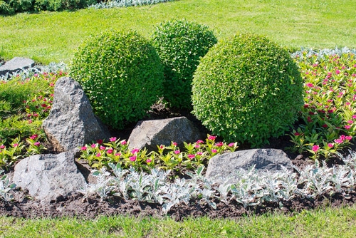 park bushes beautiful design of boxwoods in the park