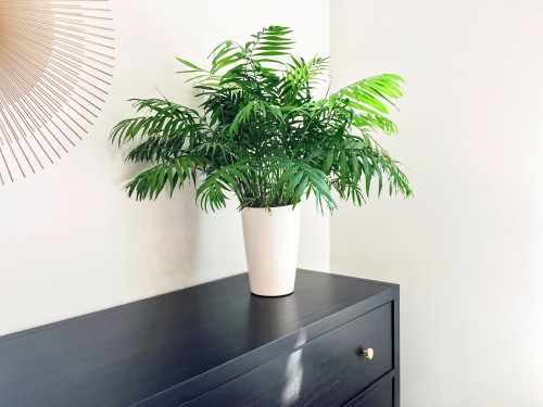 parlor palm houseplant Parlor palm houseplant as a house decor