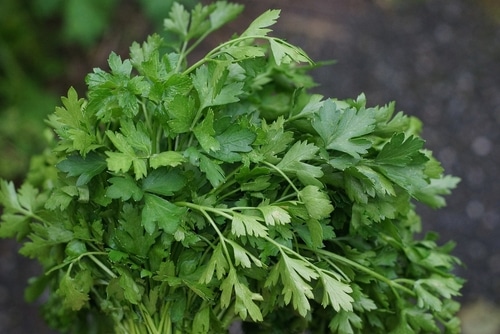 a group of parsley that is freshly harvest