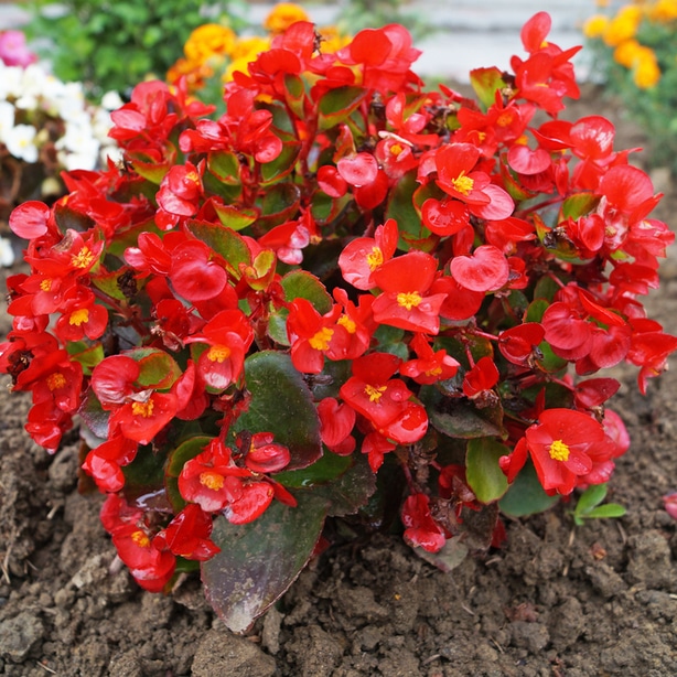 Begonias benefit from partial sun to grow optimally.