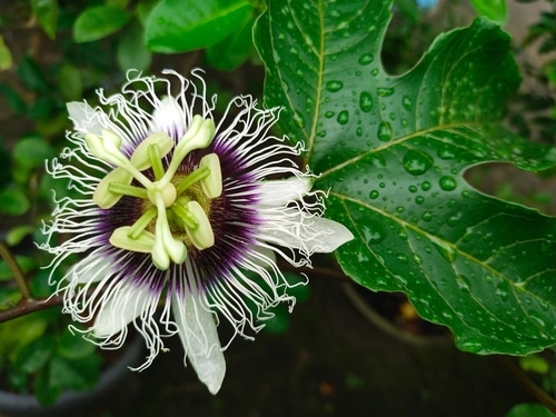 blooming passion flower after the rain