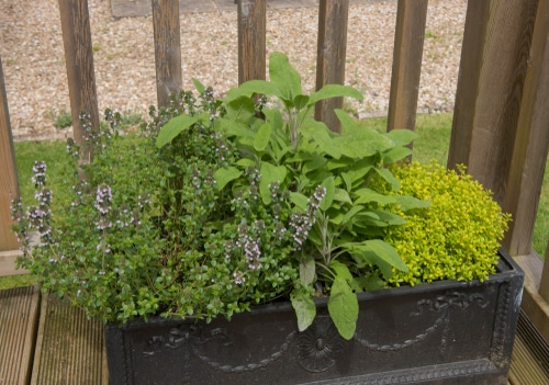 Planters on patios or porches make for wonderful small gardens