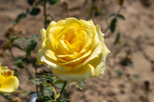 Full bloom St. Patrick yellow rose