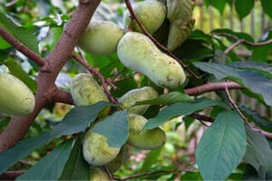 Pawpaw tree bearing many fruits