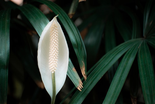 beautiful and very white petal of a daylily