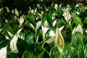 full bloom peace lilies in the garden