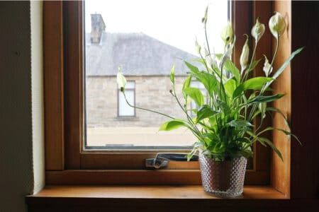 Peace lily plant sitting on the windowsill