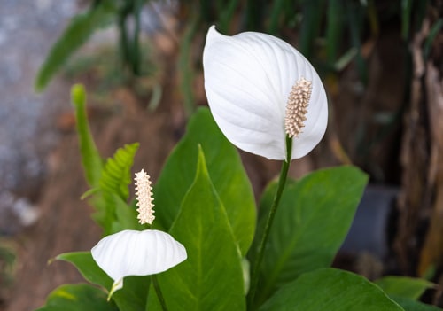 beautiful and blooming white peace lilies with spadix