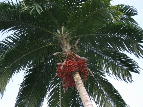 Peach palm tree with some red fruits