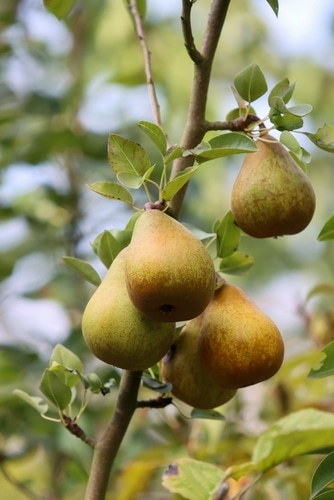 pear fruits hanging on a pear tree