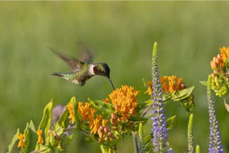 a hummingbird pecking on flowers