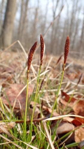 The beautiful flowers of a pennsylvania sedge grass