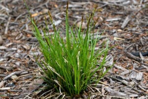 small pennsylvania sedge grass