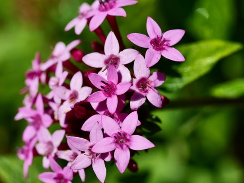 pentas starcluster pink flowers