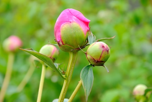 Young peony plant with its buds yet to bloom