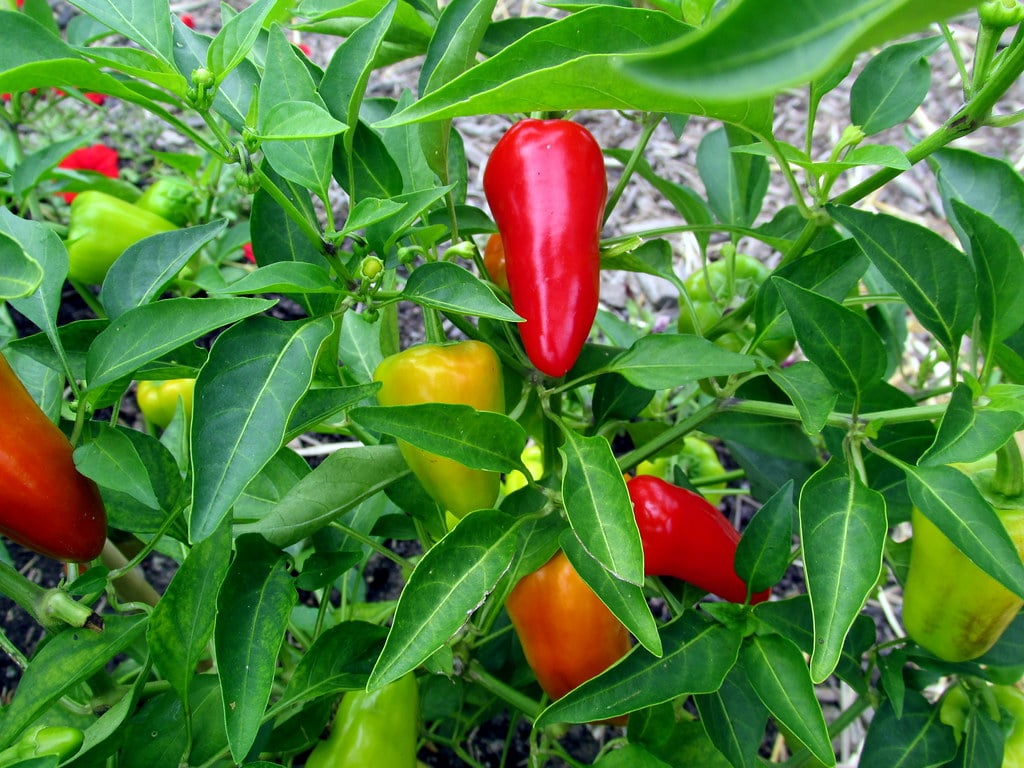 Healthy colorful peppers growing in a garden