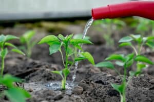 watering the growing pepper plant