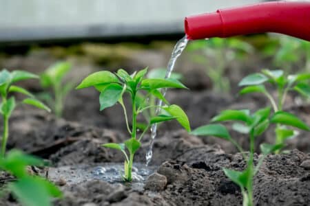 watering the growing pepper plant