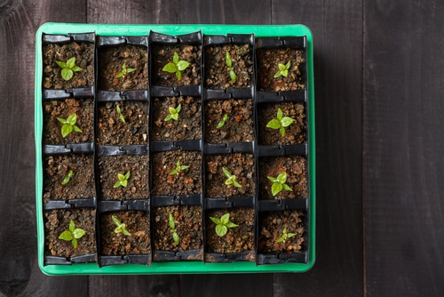 pepper seedlings grown into a plastic container