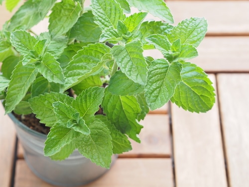 Peppermint plant in a small pot container