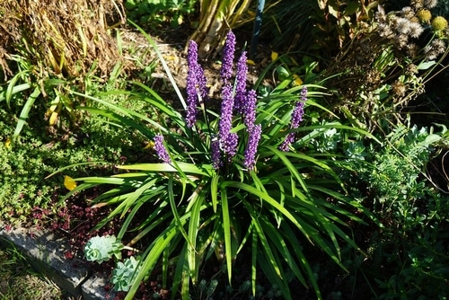 Perennial plant monkey grass with purple flowers