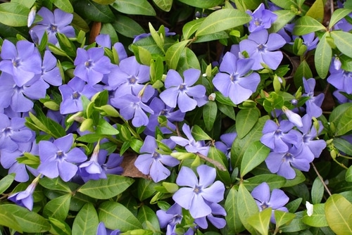 blooming periwinkle purple flowers