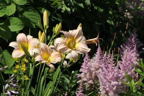 persian daylily flowers along with some other flowering plants in the garden
