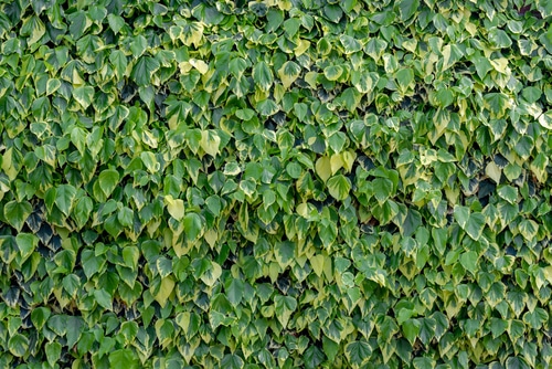 beautiful bush of a persian ivy