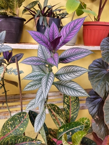 beautiful purple leaves of a shield plant