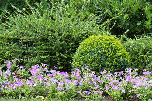 green bushes with growing petunians flowers