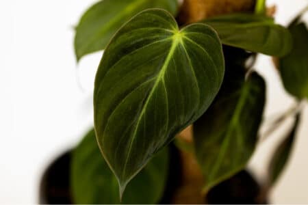 Philodendron Micans: Information and Care Guide