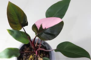 A Philodendron Pink Princess Plant